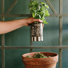 Jackson Vaughn Basil-scented candle