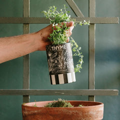 Jackson Vaughn Thyme-scented candle