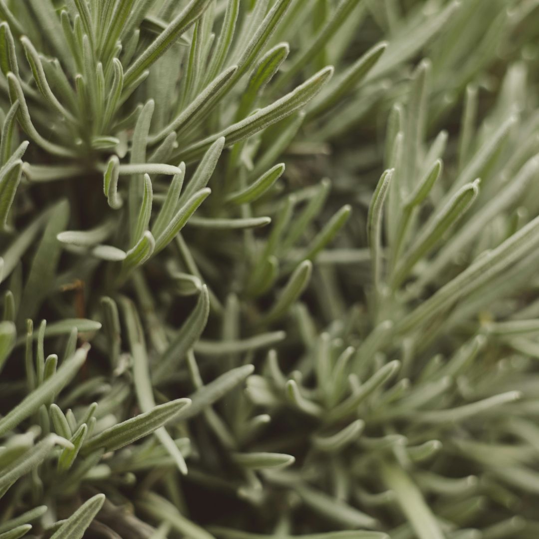 Fragrance Notes
